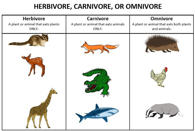 Exploring the Opposite of Carnivore: Herbivores, Omnivores, and More